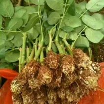 云南斗南玫瑰种苗各种花玫瑰月季种苗可混搭品种发货