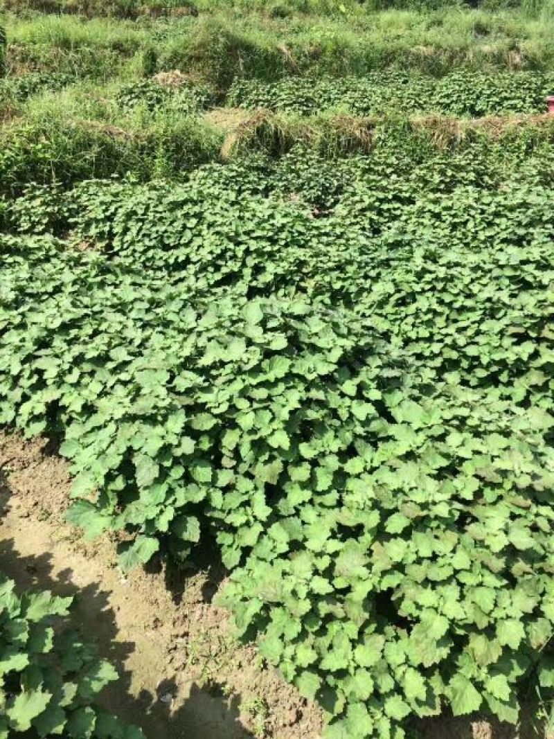 广藿香全草