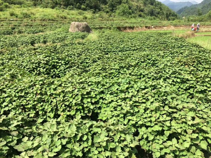 广藿香全草
