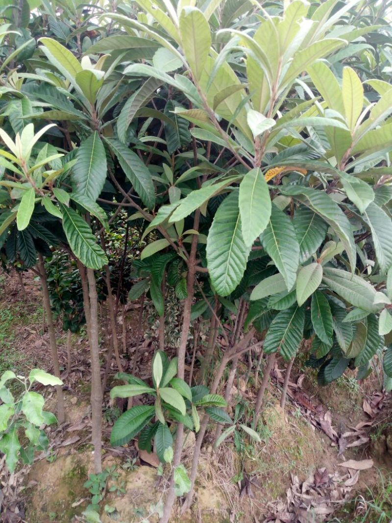 枇杷树3公分到4公分