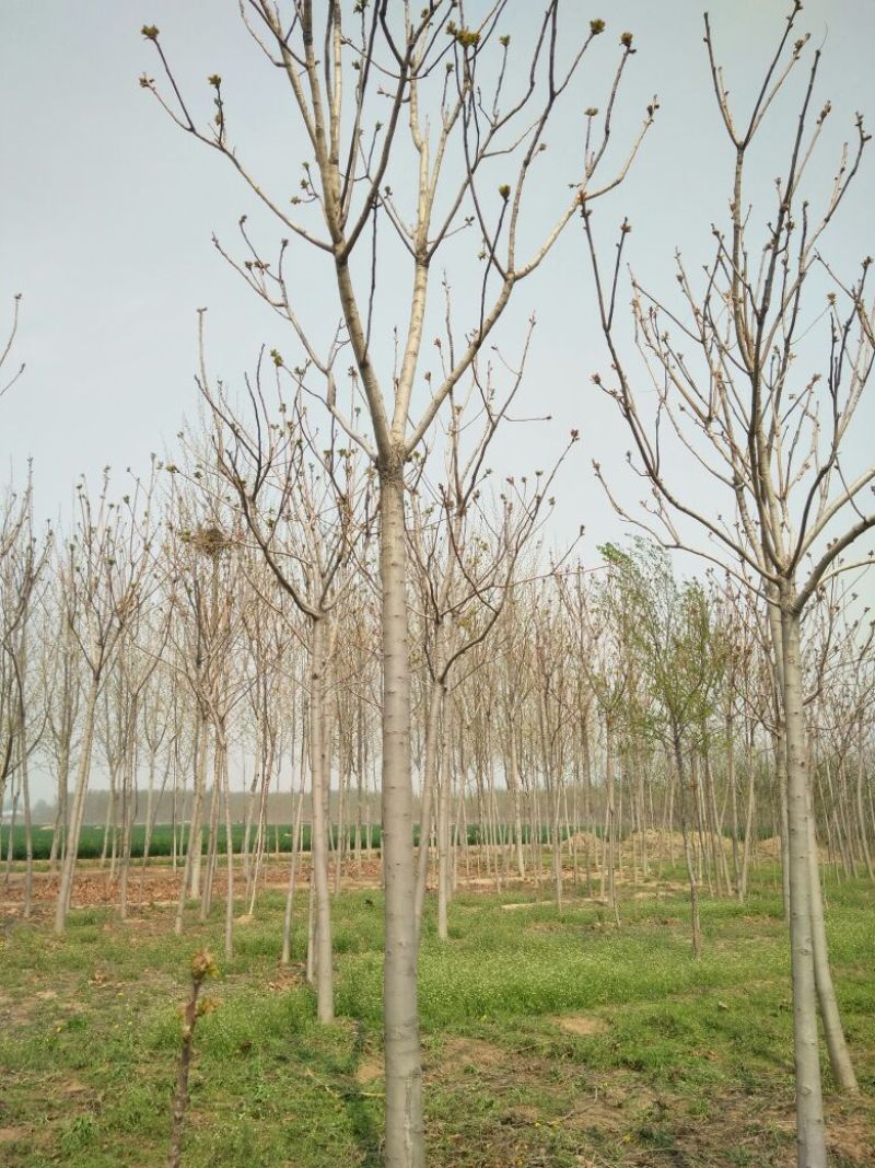 臭椿10~12cm10~12cm3.5~4米