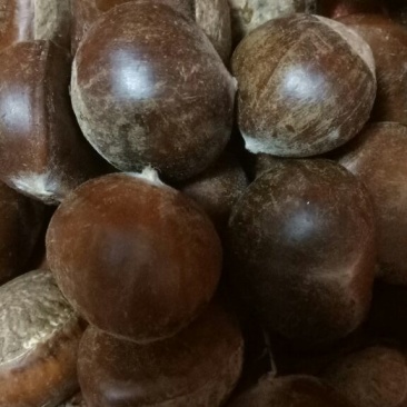 板栗炒栗种大标