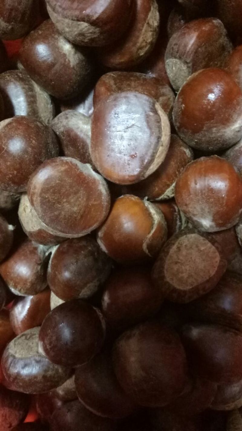 板栗炒栗种大标