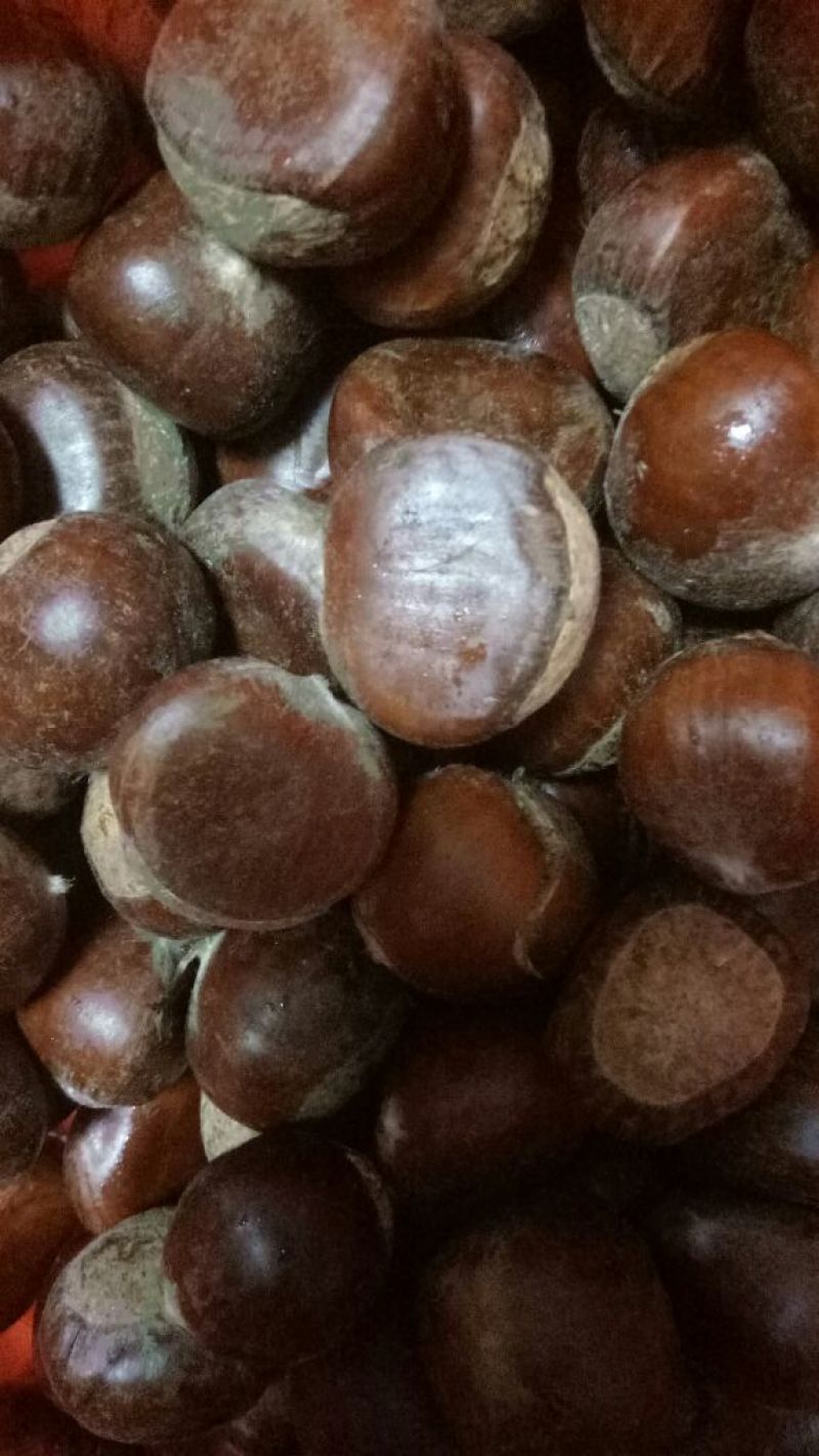 板栗炒栗种大标