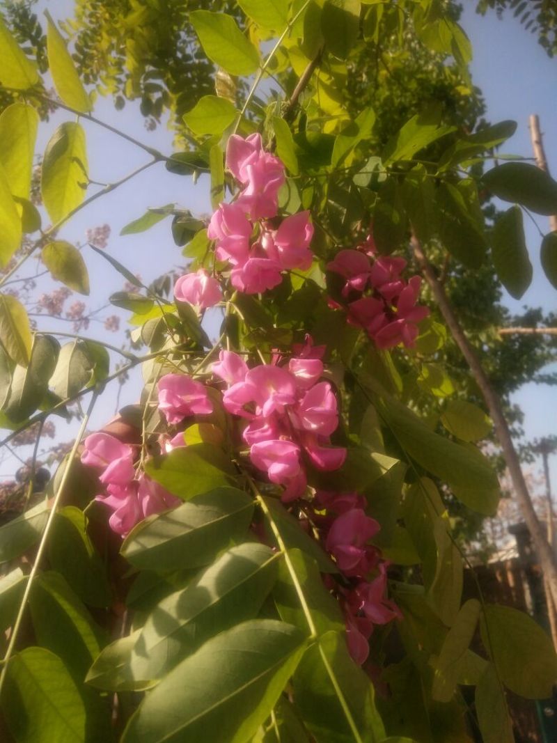 香花槐3米乘4米8~13cm8~15cm