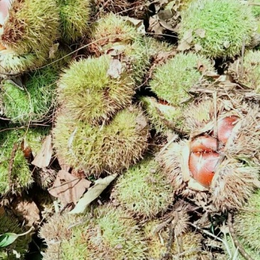 板栗菜栗种中栗
