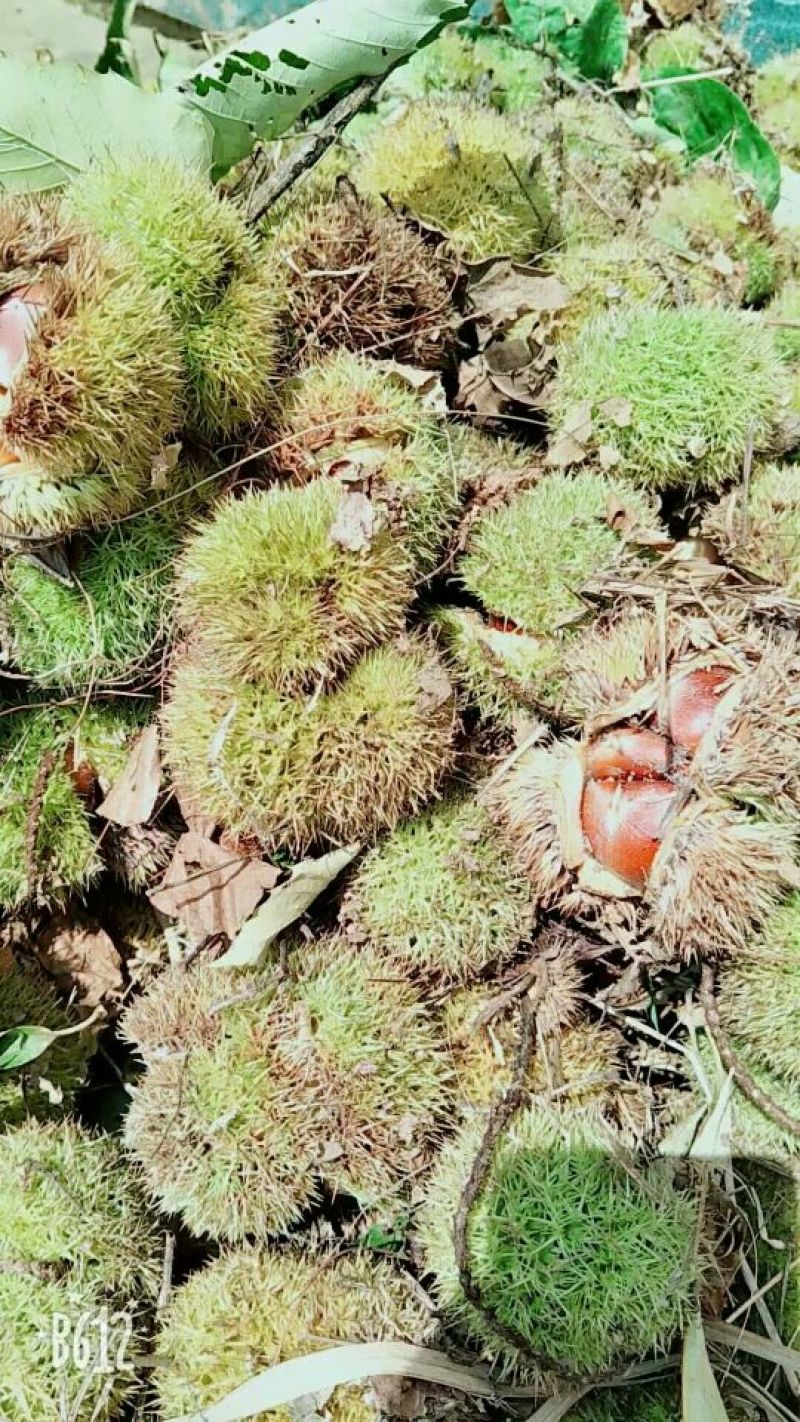 板栗菜栗种中栗