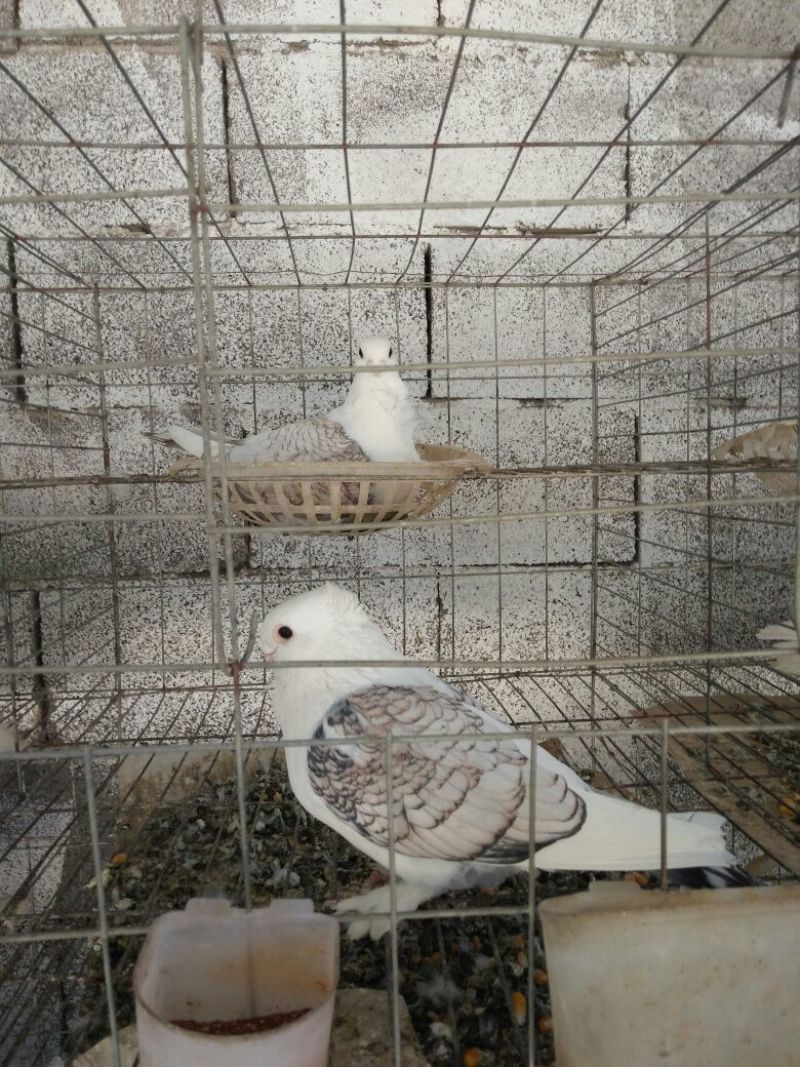 玩赏鸽母