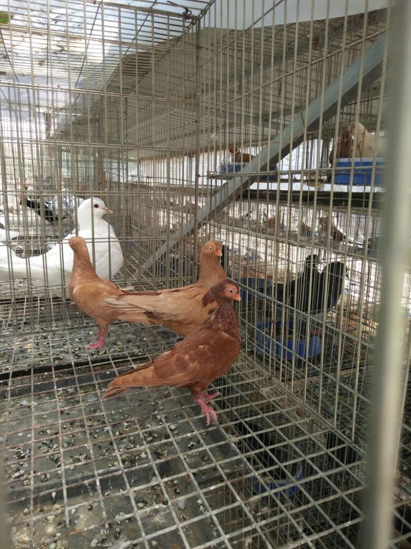 玩赏鸽母