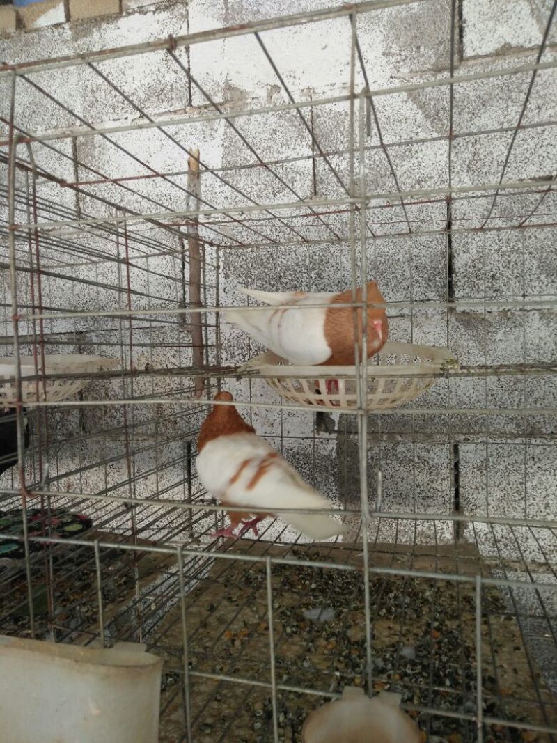 玩赏鸽母