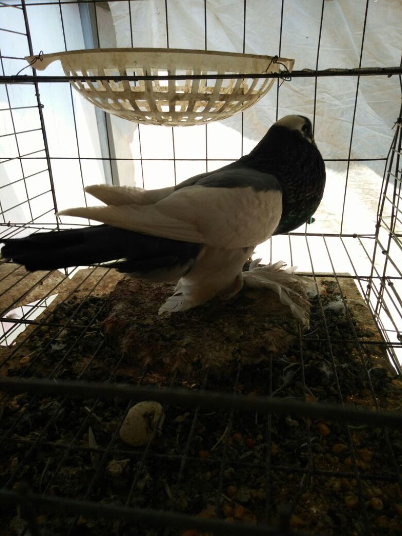 玩赏鸽母