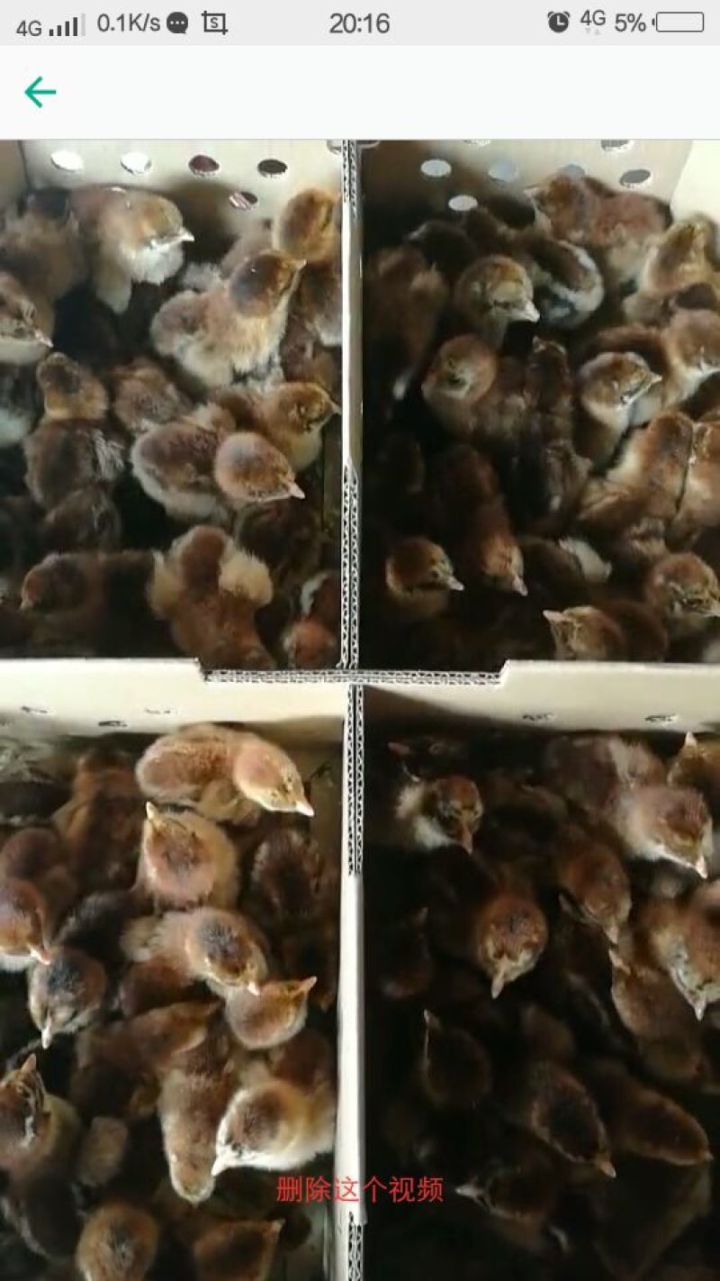 淮南王土鸡苗出壳苗250克以下通货
