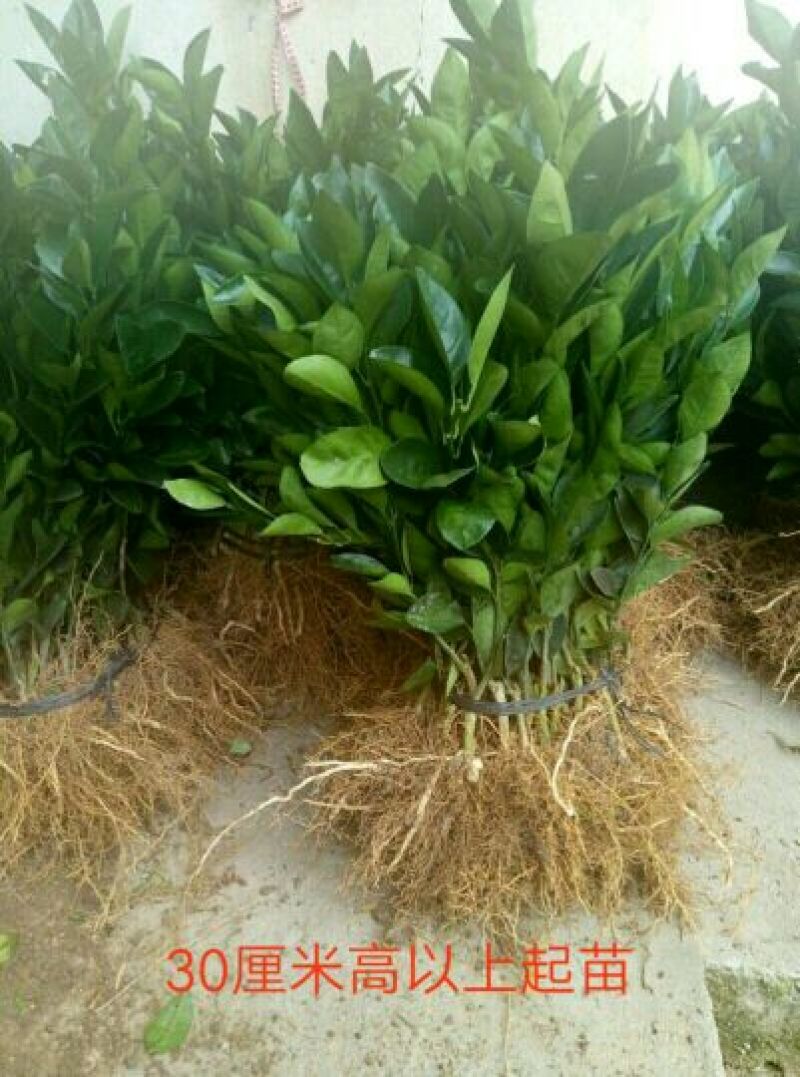 纽荷尔脐橙苗30~50cm