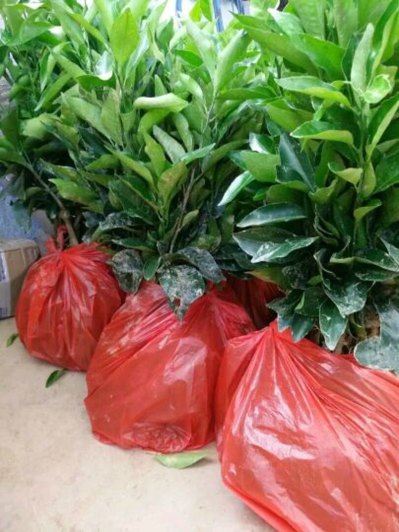 纽荷尔脐橙苗30~50cm