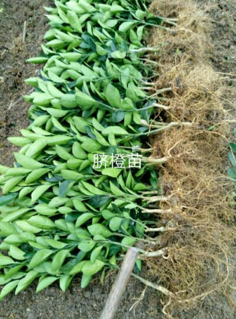 纽荷尔脐橙苗30~50cm