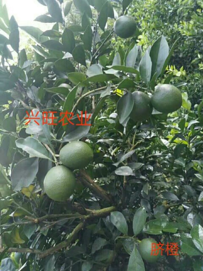 纽荷尔脐橙苗30~50cm