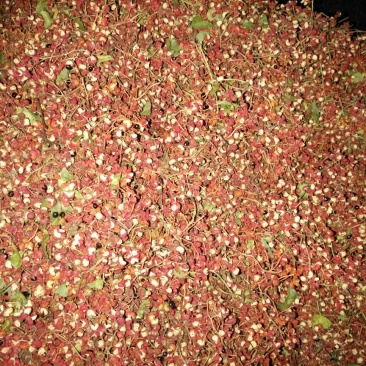 大红袍花椒一级干
