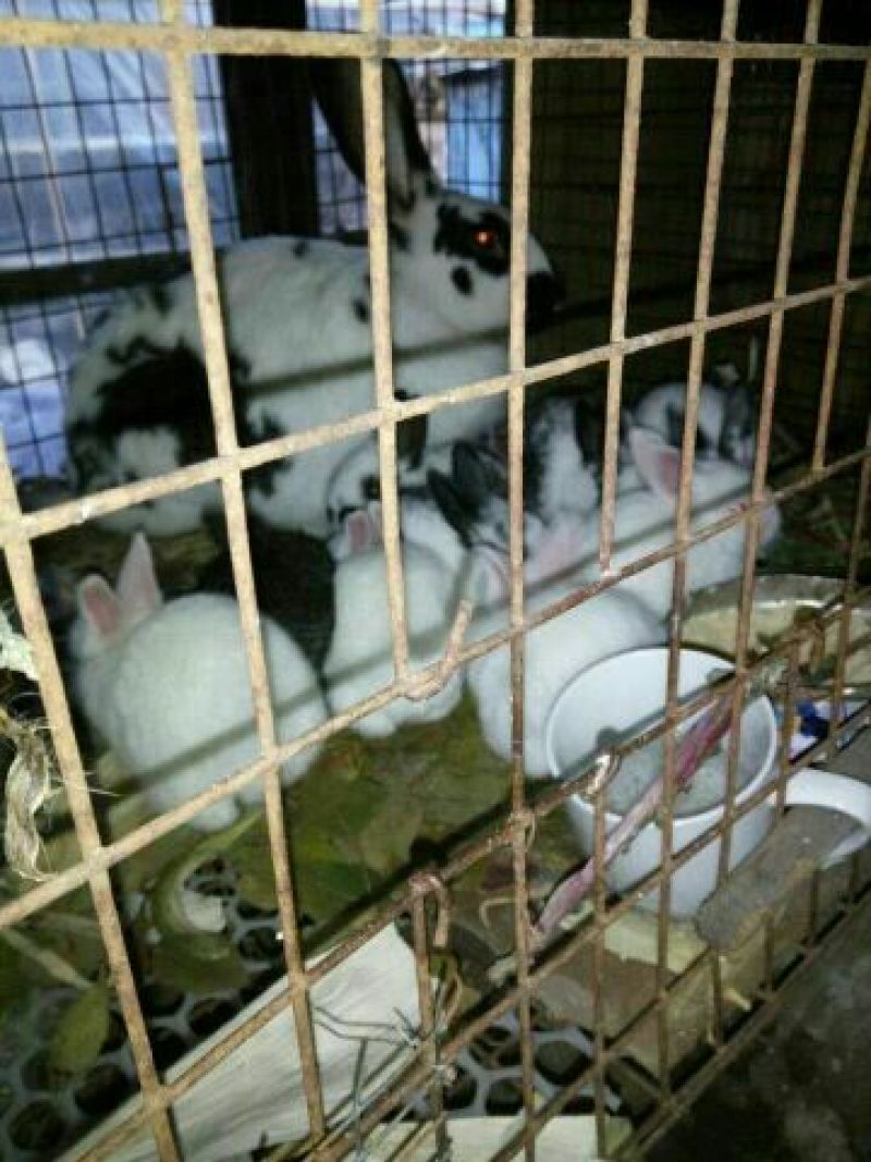 花巨兔，肉兔本场包技术包回收