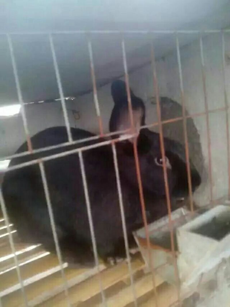 花巨兔，肉兔本场包技术包回收