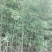 早园竹3~4m