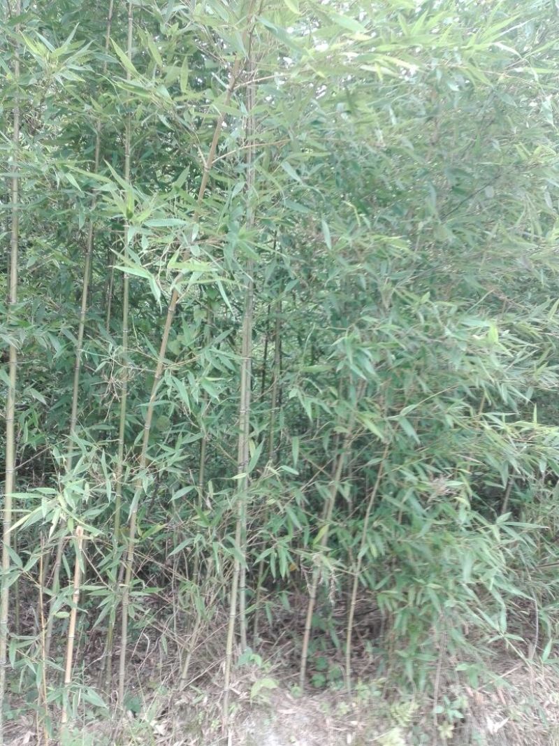 早园竹3~4m