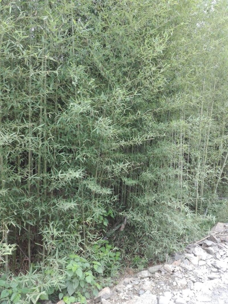 早园竹3~4m