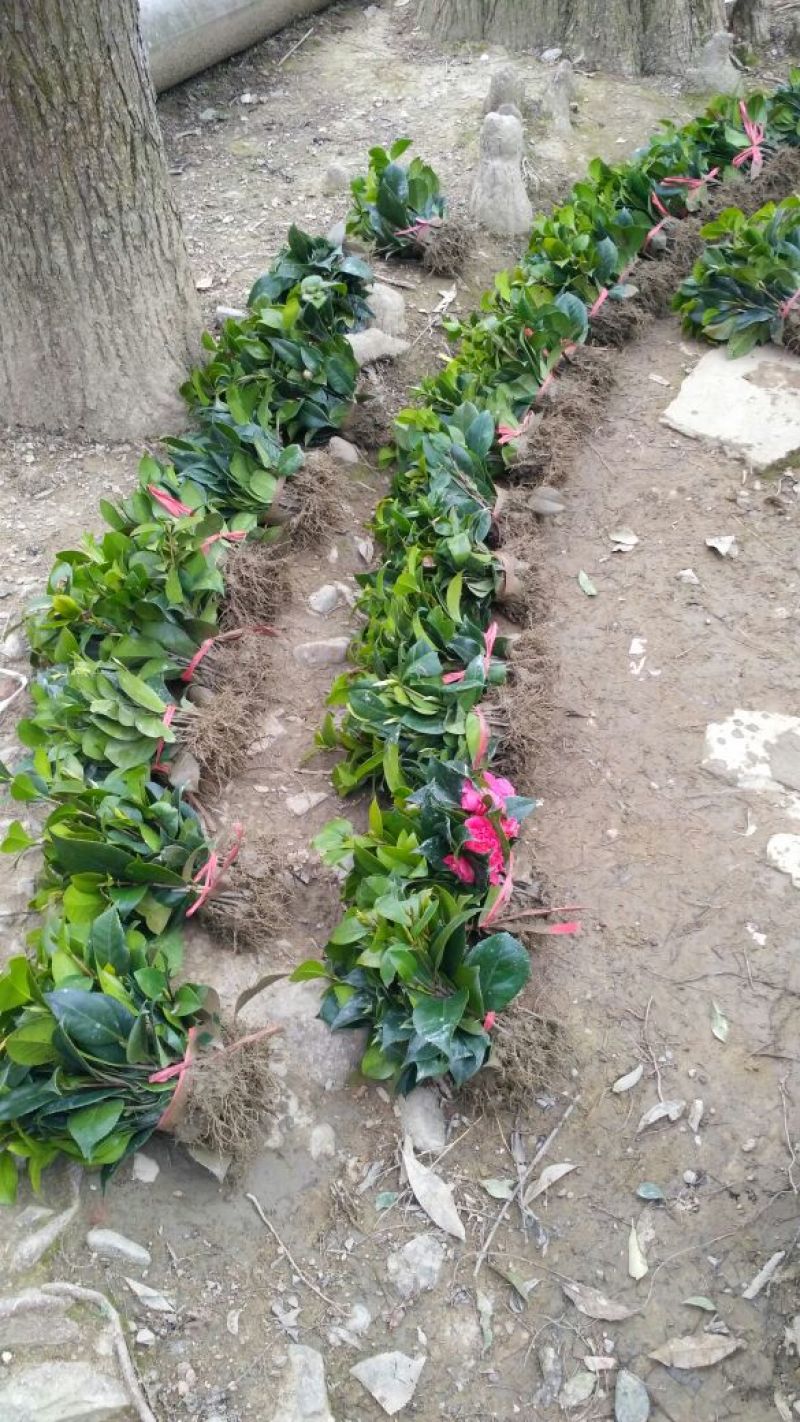 【自产自销】茶花苗茶花树苗山茶花苗绿化盆栽茶花【包邮】