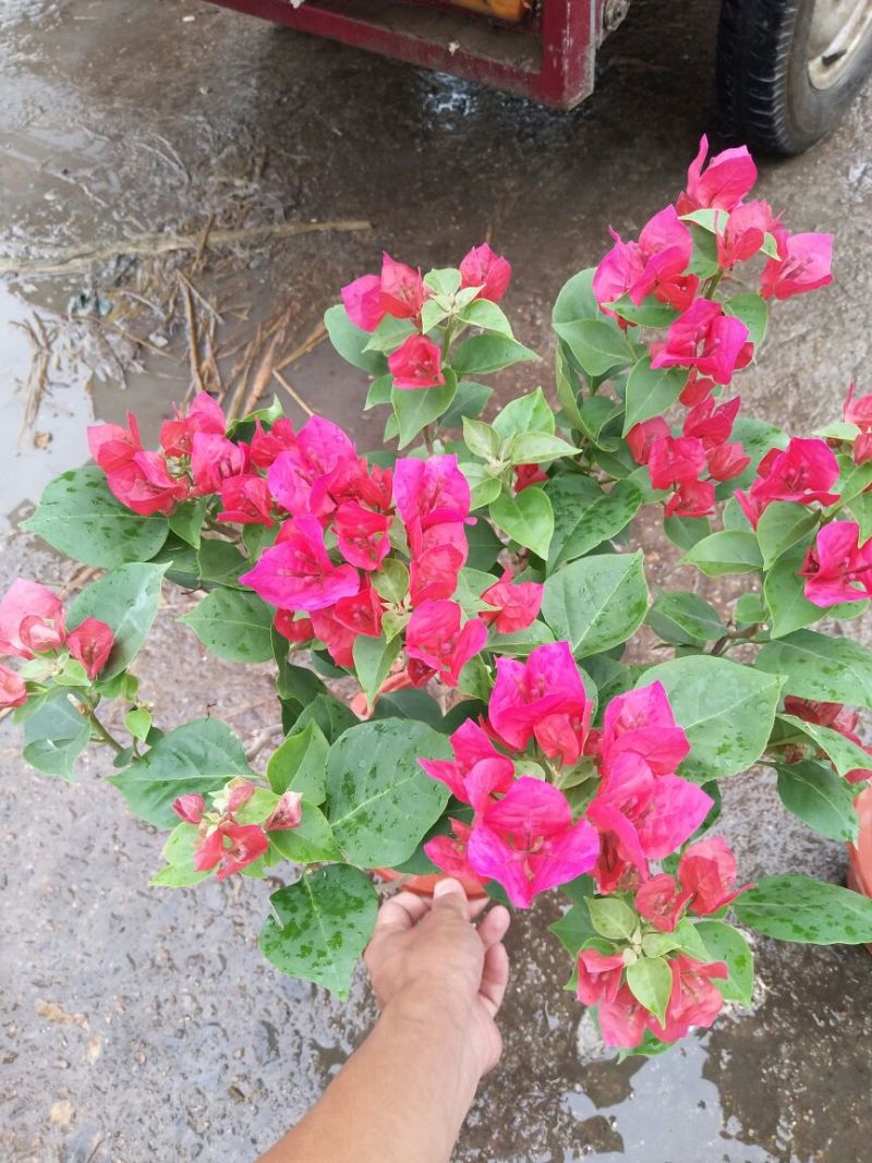 三角梅30~50cm
