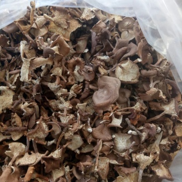 喇叭蘑野生菌，自然晾干