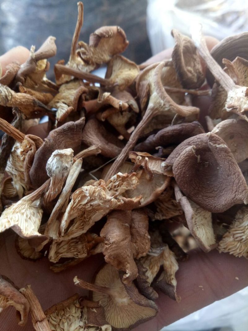 喇叭蘑野生菌，自然晾干