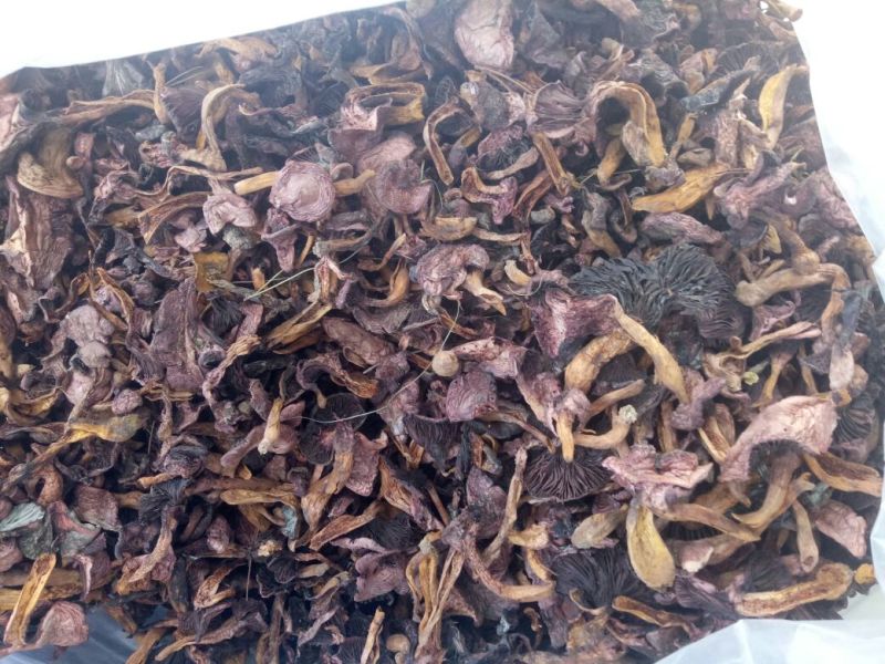 产地批发野生菌肉蘑红蘑松树伞黑头