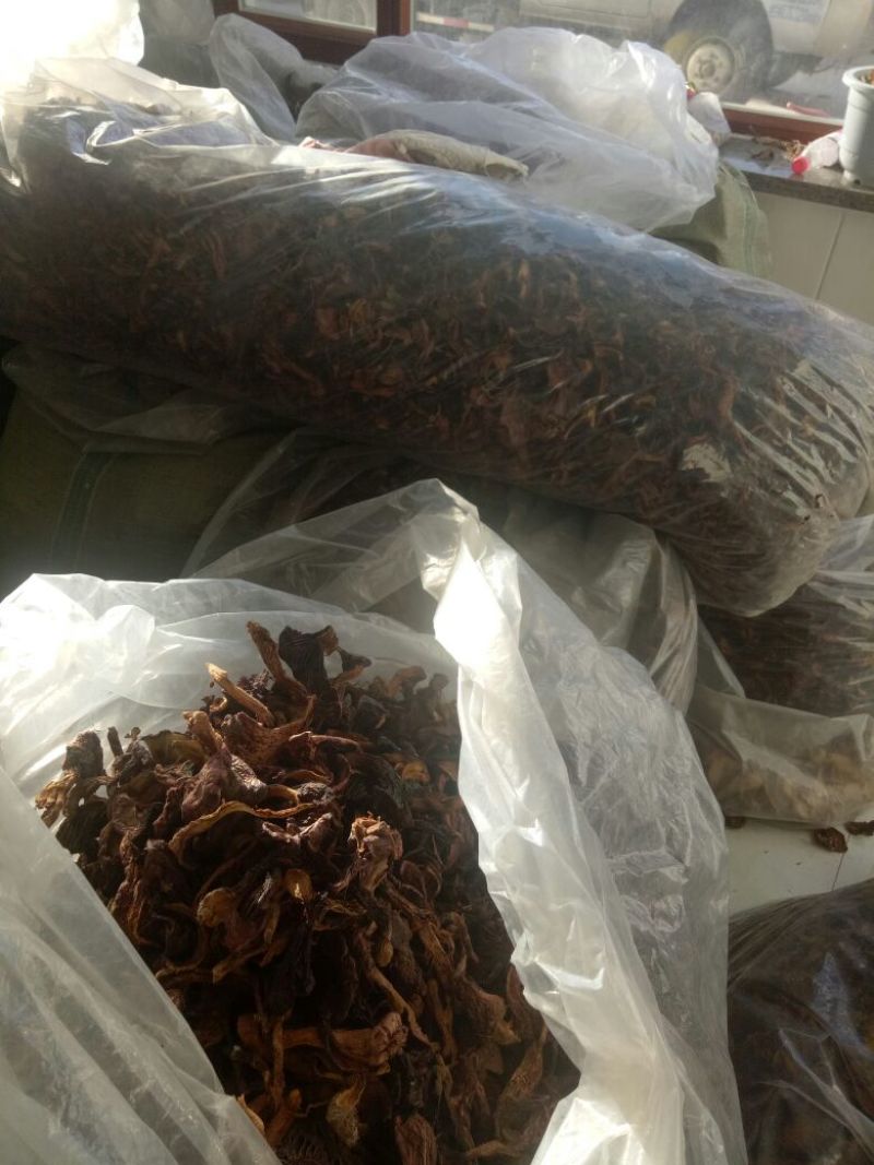 产地批发野生菌肉蘑红蘑松树伞黑头
