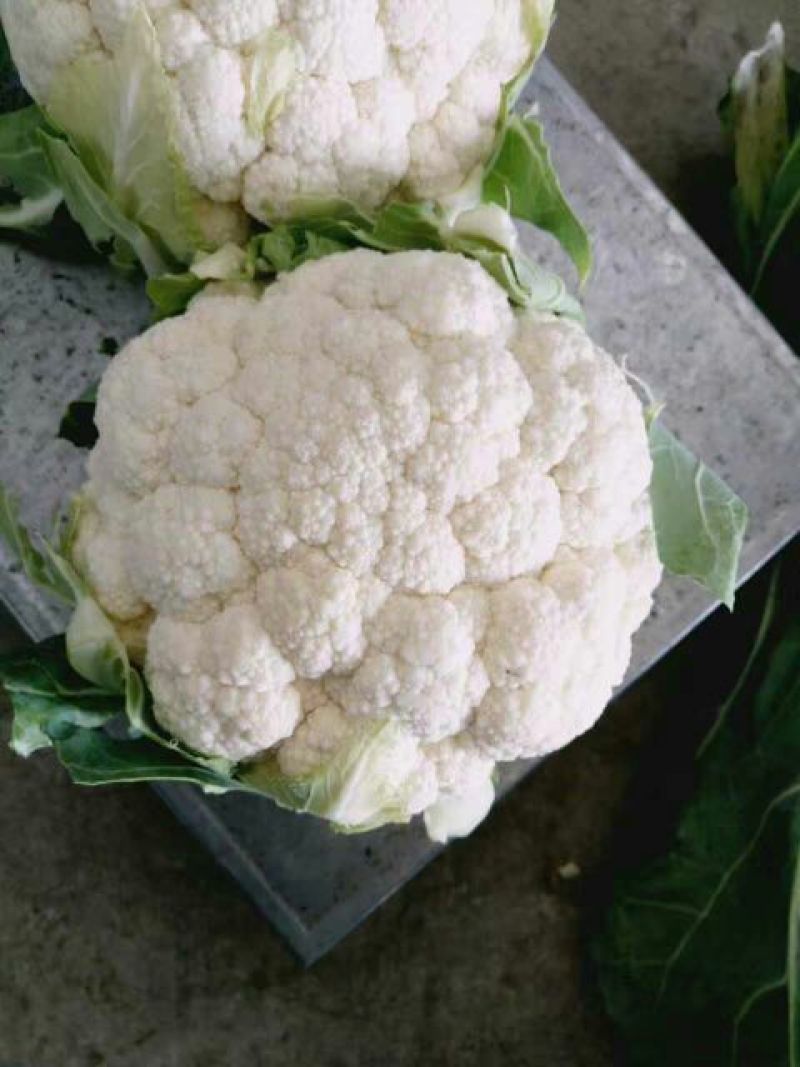 白花菜花产地直达量大货优各类应季蔬菜