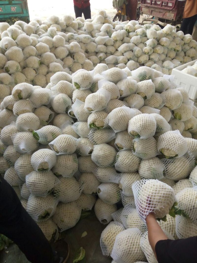 白花菜花产地直达量大货优各类应季蔬菜