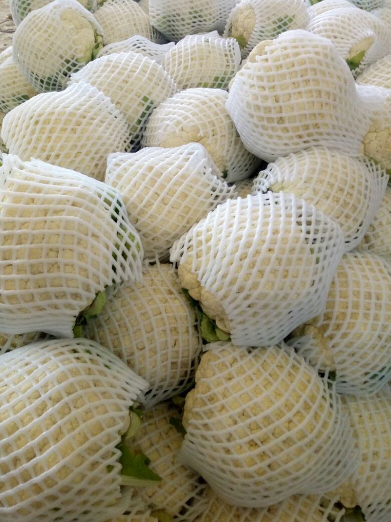 白花菜花产地直达量大货优各类应季蔬菜