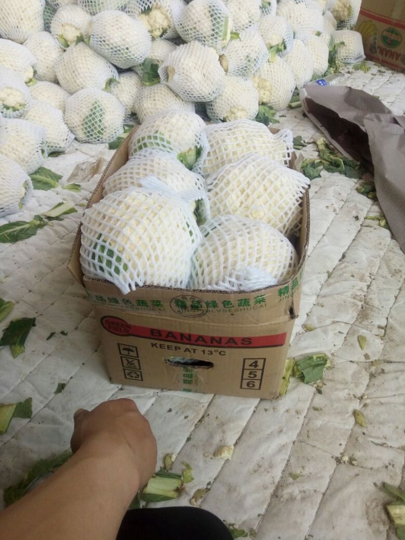 白花菜花产地直达量大货优各类应季蔬菜