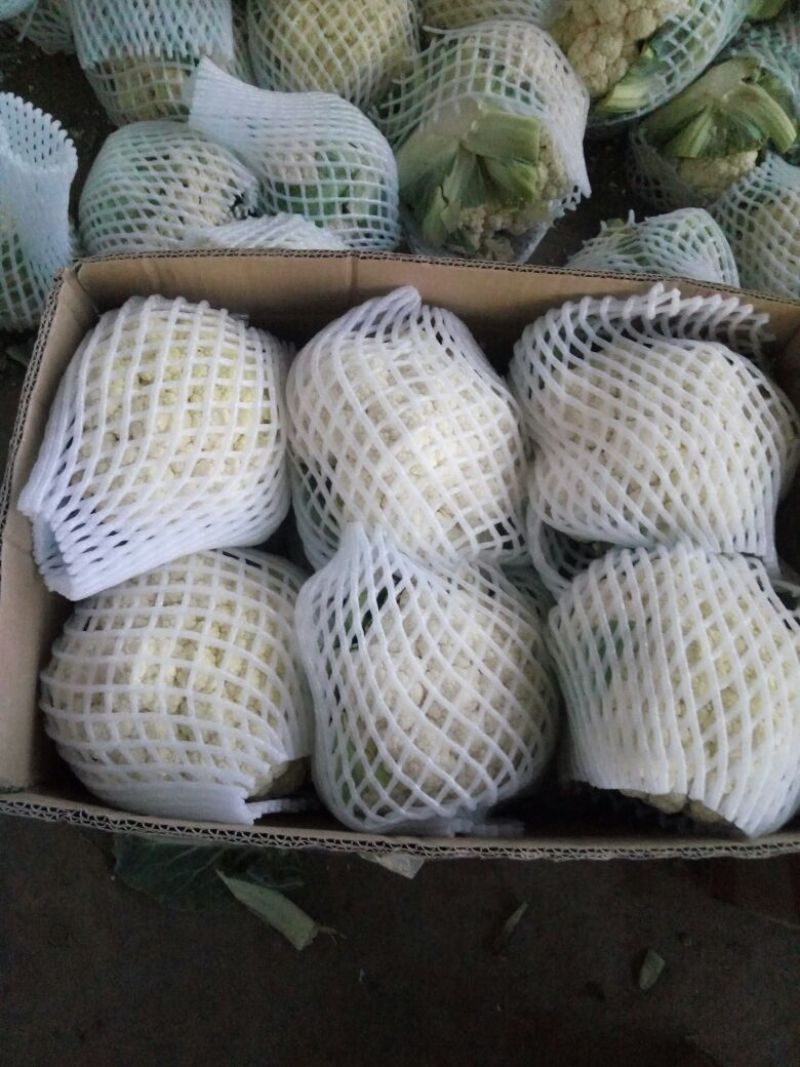 白花菜花产地直达量大货优各类应季蔬菜
