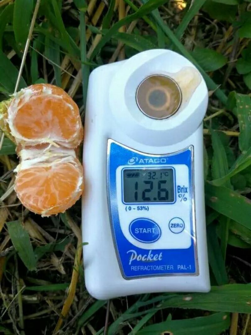 蜜橘🍊成熟无核蜜橘皮薄个大挂树鲜果入口即化一手货