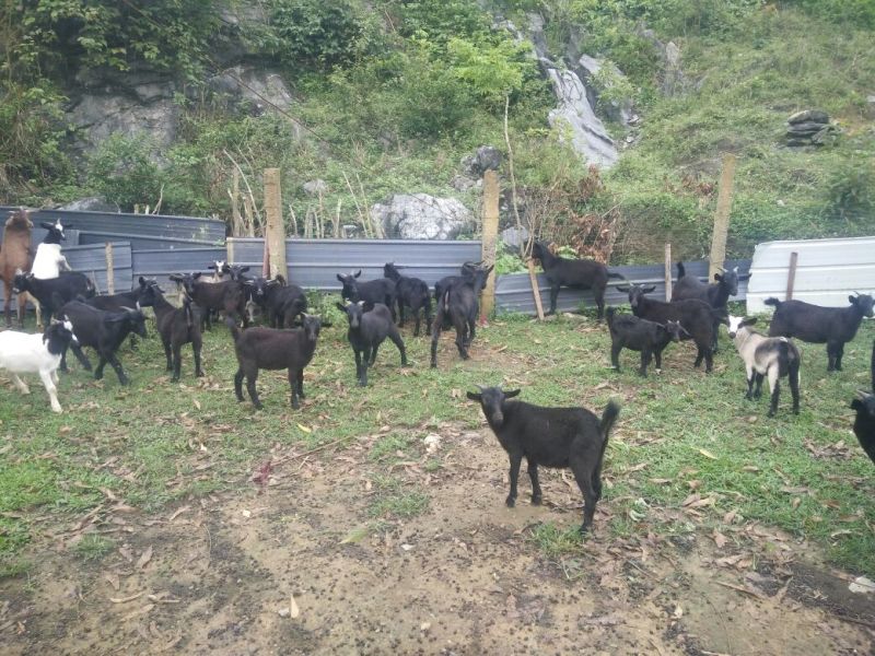 黑山羊40~60斤/头