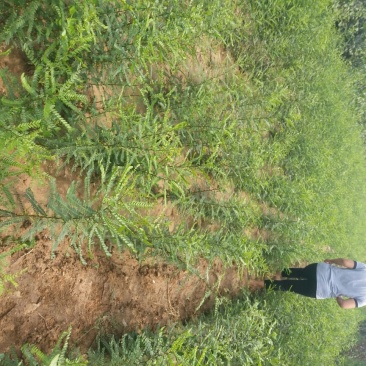花椒苗1~2年==大红袍花椒苗诚信经营寻求合作