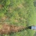 花椒苗1~2年==大红袍花椒苗诚信经营寻求合作