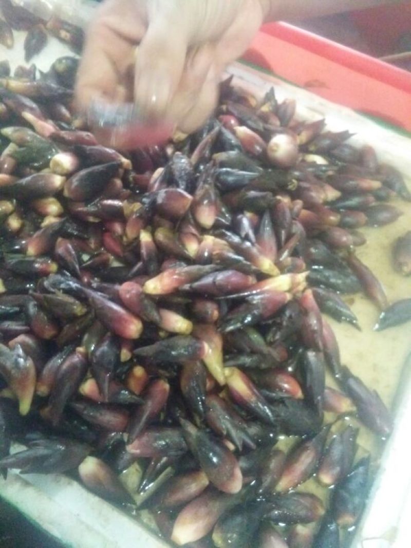 洋荷