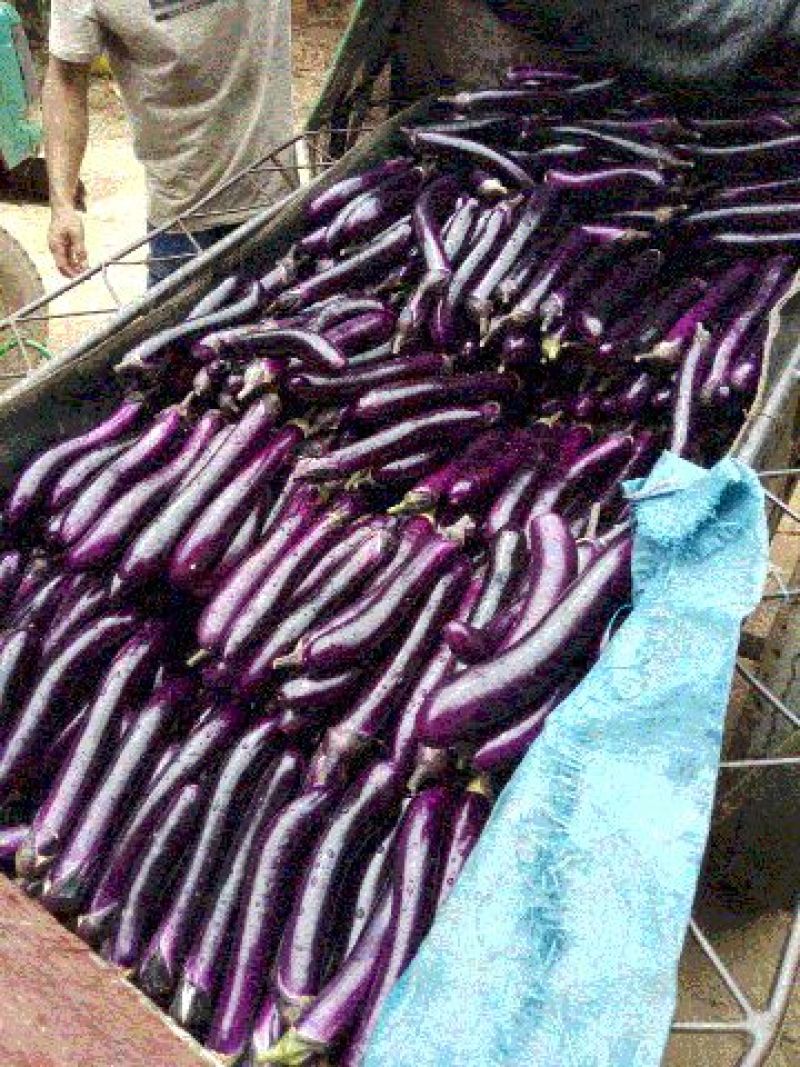 长茄子4两起步大量供应紫长茄