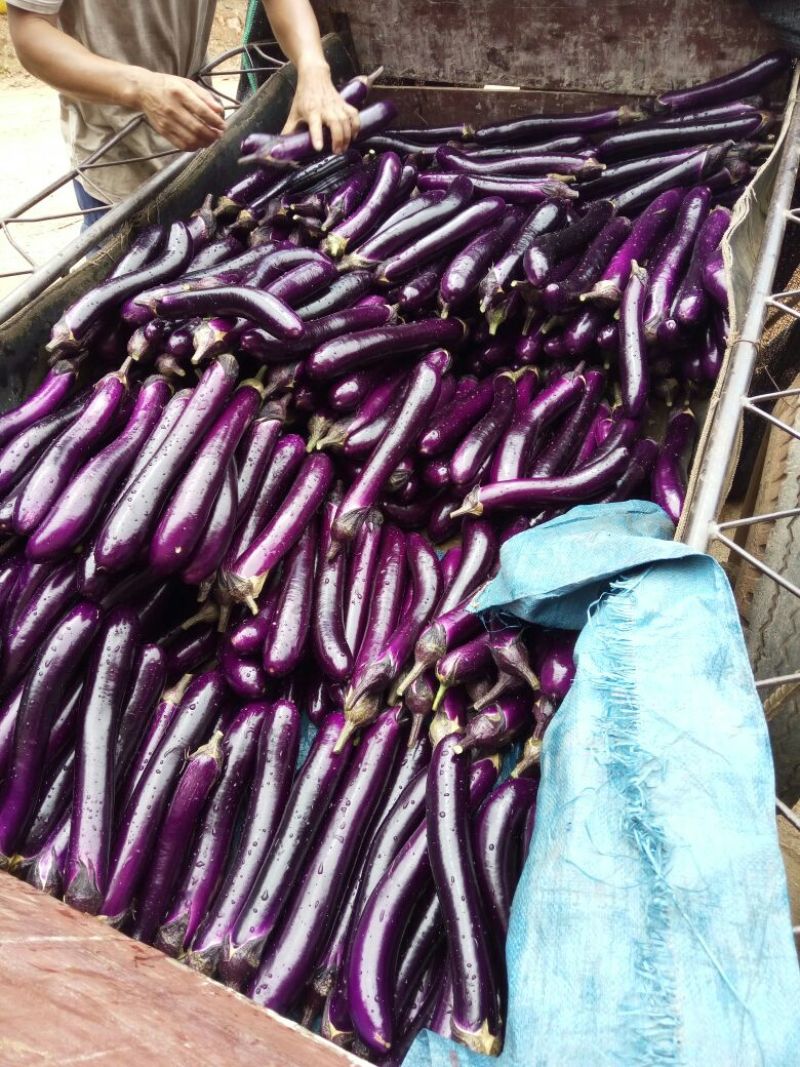 长茄子4两起步大量供应紫长茄