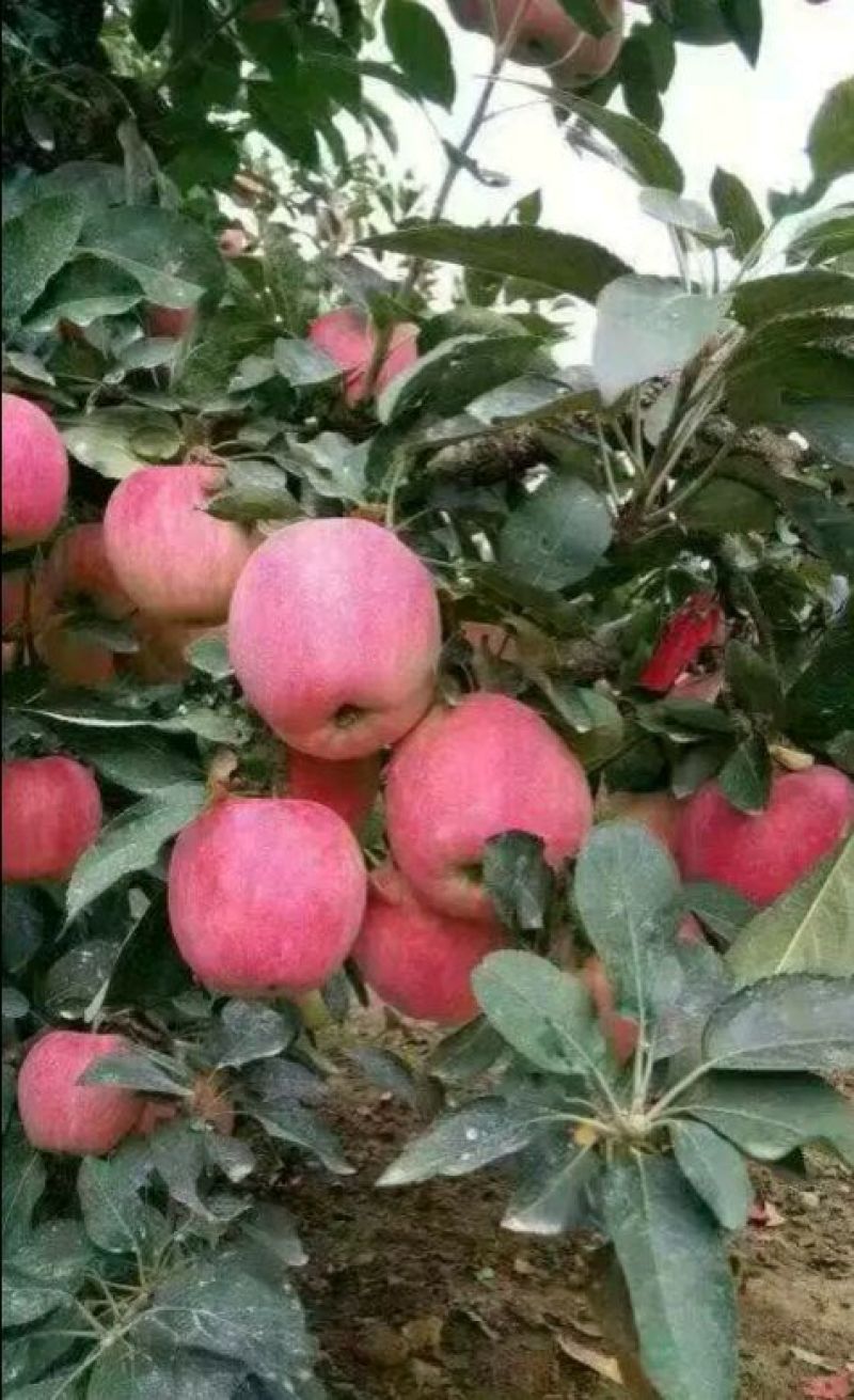 红星苹果产地新鲜上市产地果园新鲜采摘保质保量