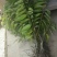 释迦苗30~50cm