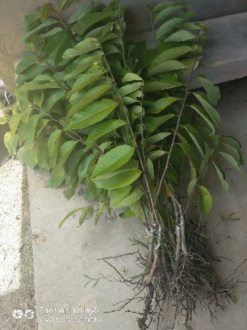 释迦苗30~50cm