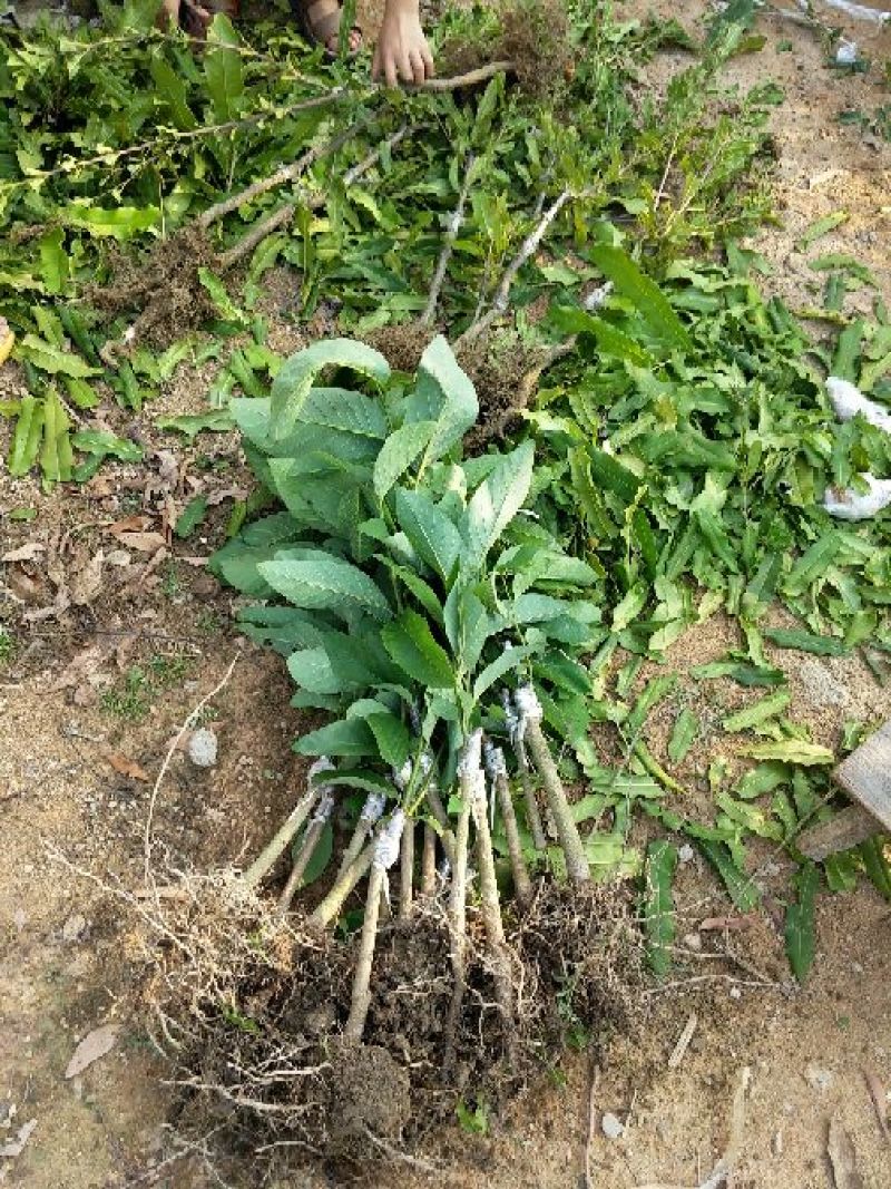 释迦苗30~50cm
