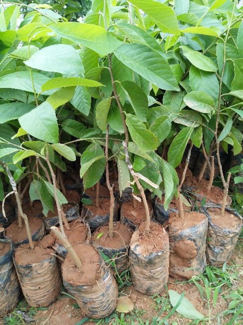 释迦苗30~50cm