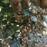 徐香猕猴桃50克以上
